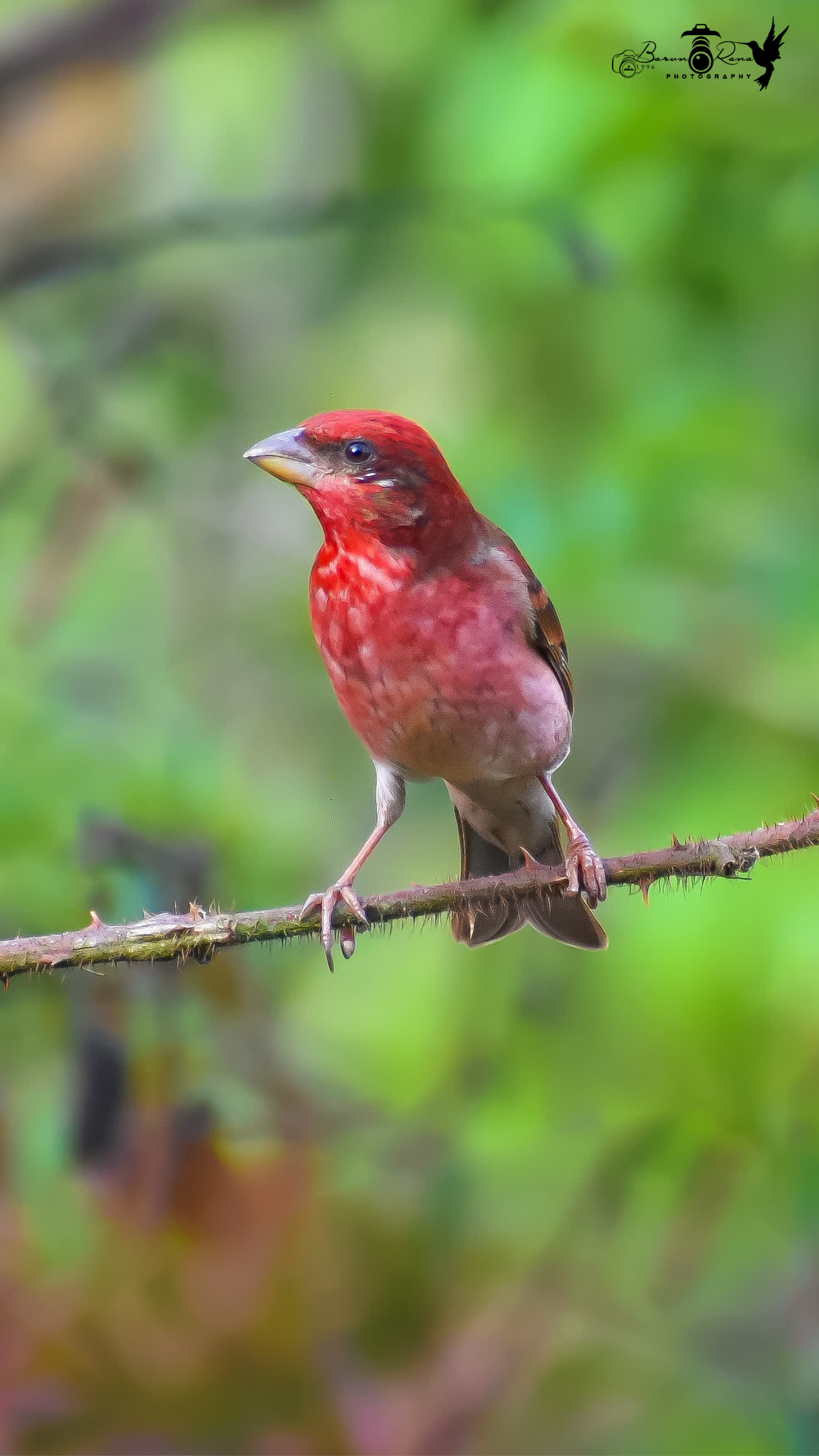 Common Rosefinch